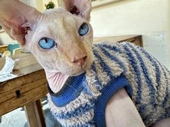 -猫小院猫主题餐厅(南锣旗舰店)