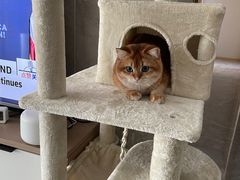 -艾贝尔宠物医院·24H转诊中心·肿瘤猫专科(江宁双龙店)