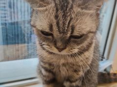 -Heymao猫咖.咖啡厅(东门店)