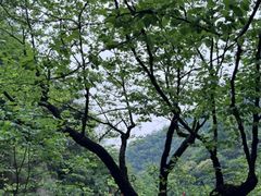 -洛阳白云山景区