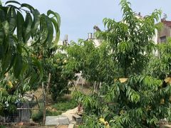 -老袁家蜜桃农场·阳山水蜜桃