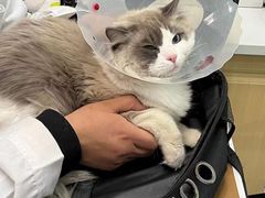 -天使宠物医院·犬猫分诊(彩虹店)