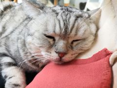 -喵的天空名猫咖啡馆·撸猫·猫舍·用品