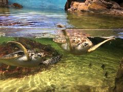 -江和美海洋公园