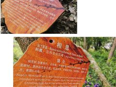 -广东惠东海龟国家级自然保护区