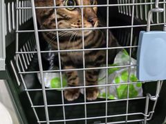 -瑞鹏瑞爱宠物医院·全科·猫科·血液透析中心(龙头寺店)