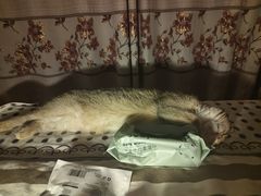 -猫大福·Fortune Cat猫舍(百子湾店)