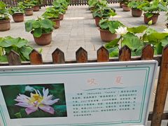 -莲花池公园