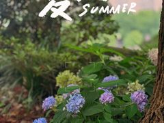 -陈家山荷花公园