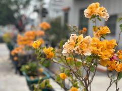 -烟桥古村