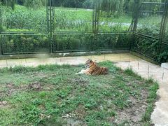 -上海野生动物园