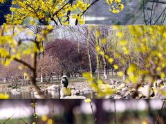 -石家庄市植物园