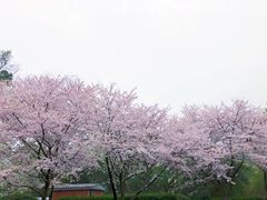 -武汉大学-樱园
