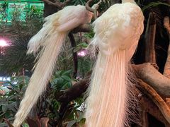 -正佳雨林生态植物园