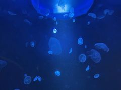 -江和美海洋公园
