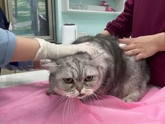 -北京观赏动物医院·24小时大型综合·猫专科·异宠专科