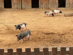 -秦皇岛野生动物园