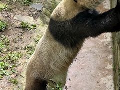 -都江堰中华大熊猫苑