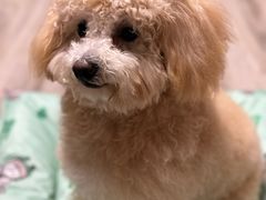 -多乐狗狗宠物训练工作室