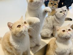 -飞行喵MR PILOT|猫舍·猫咖(静安大融城店)