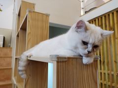 -李小姐の猫咖啡馆(五角场店)