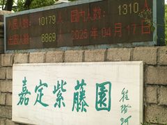 -嘉定紫藤园