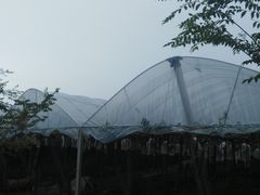-句容丁庄亮晶晶葡萄采摘园