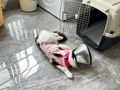 -创凡宠物医院·骨专科  猫科中心(西乡分院)