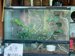 -西双版纳基诺山寨