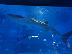 -烟台海昌鲸鲨海洋公园