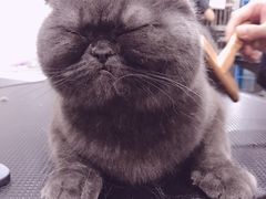 -八公叔叔宠物美容连锁(春申店)