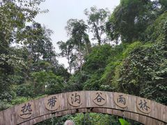 -西双版纳原始森林公园