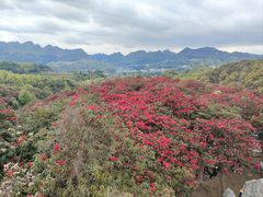 -贵州百里杜鹃风景名胜区