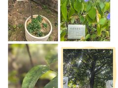 -广州神农草堂中医药博物馆