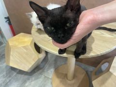 -楼上猫咖(罗湖店)