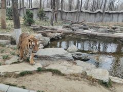 -北京野生动物园