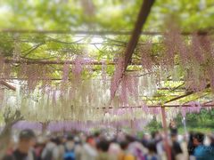 -嘉定紫藤园