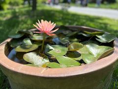 -花开海上生态园