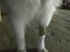 -西安京西宠物医院·瘫痪·疑难杂症