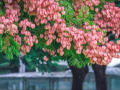-西湖文化广场