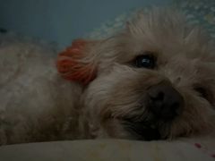 -美联众合动物医院·24h转诊中心