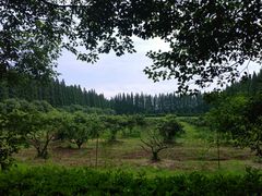 -金岛生态园烧烤露营地