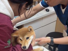 -瑞派康怡24h宠物医院·犬猫医疗中心·微创绝育(瑞景分院)