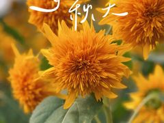 -花开海上生态园