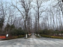 -合肥滨湖国家森林公园