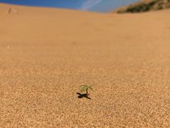 -亿利库布其七星湖沙漠生态旅游区