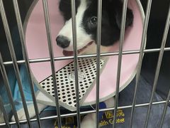 -严国平动物医院(德政总院)