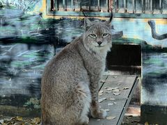 -青藏高原野生动物园