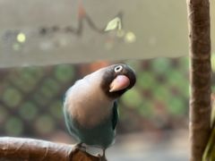 -莫多多餐厅