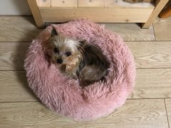 -PETKIT小佩宠物(古北店)